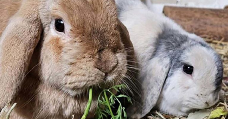 Tier der Woche Chase und Rubble