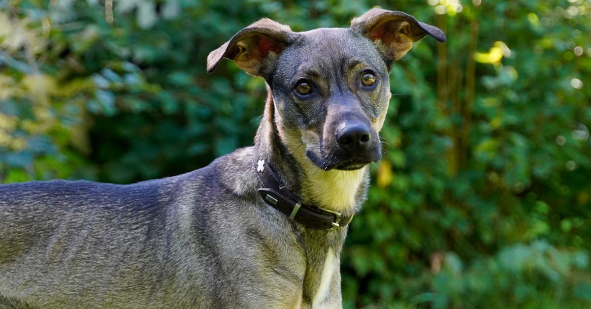 Tier der Woche Milow