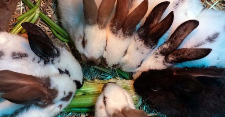 Tier der Woche Kaninchen