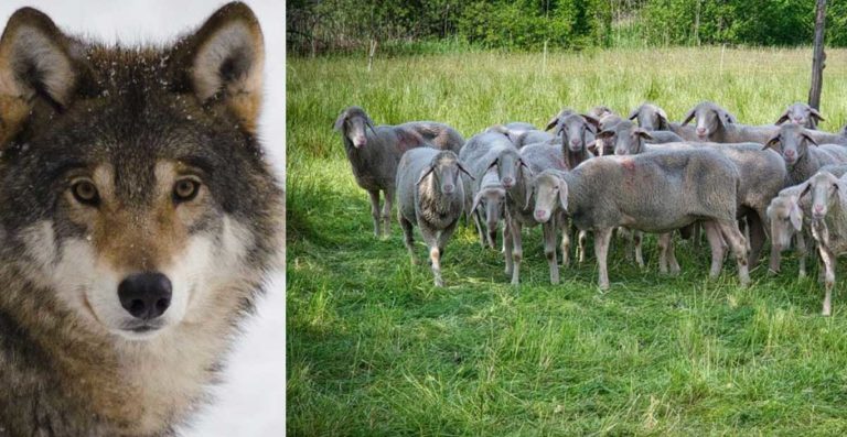 Weidezone-Deutschland-Stellungnahme-Bund-zur-Entnahme-Wolf