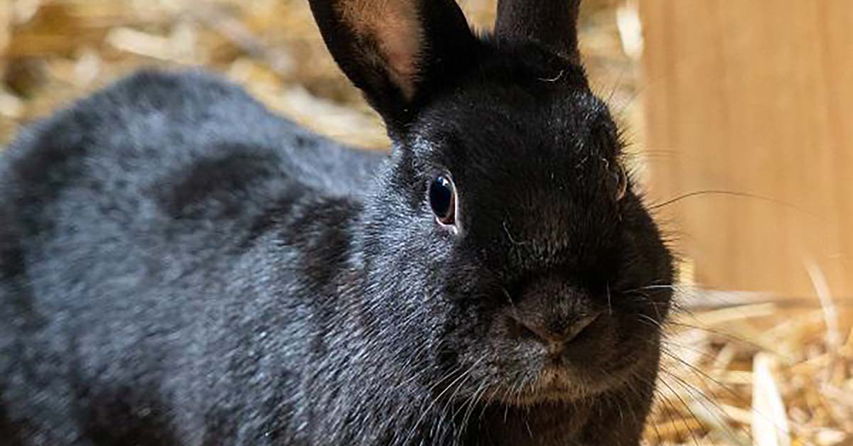 Tier der Woche Blacky