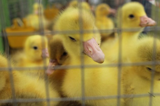 Tiermarkt Lembeck 2024