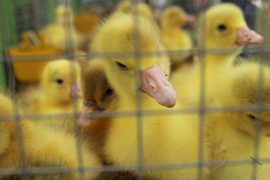 Tiermarkt Lembeck 2024
