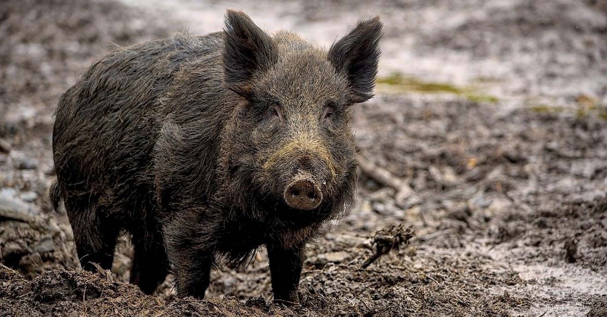 Wildschwein