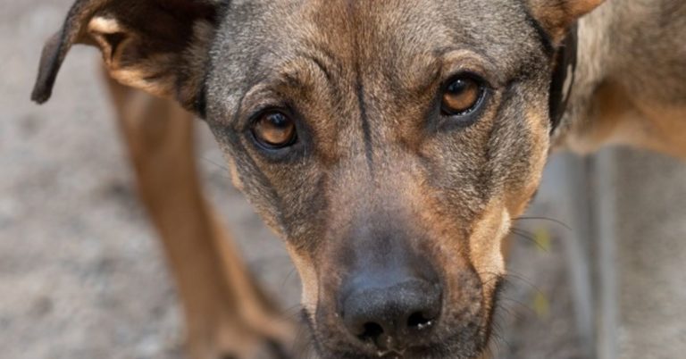 Tier der Woche: Milow