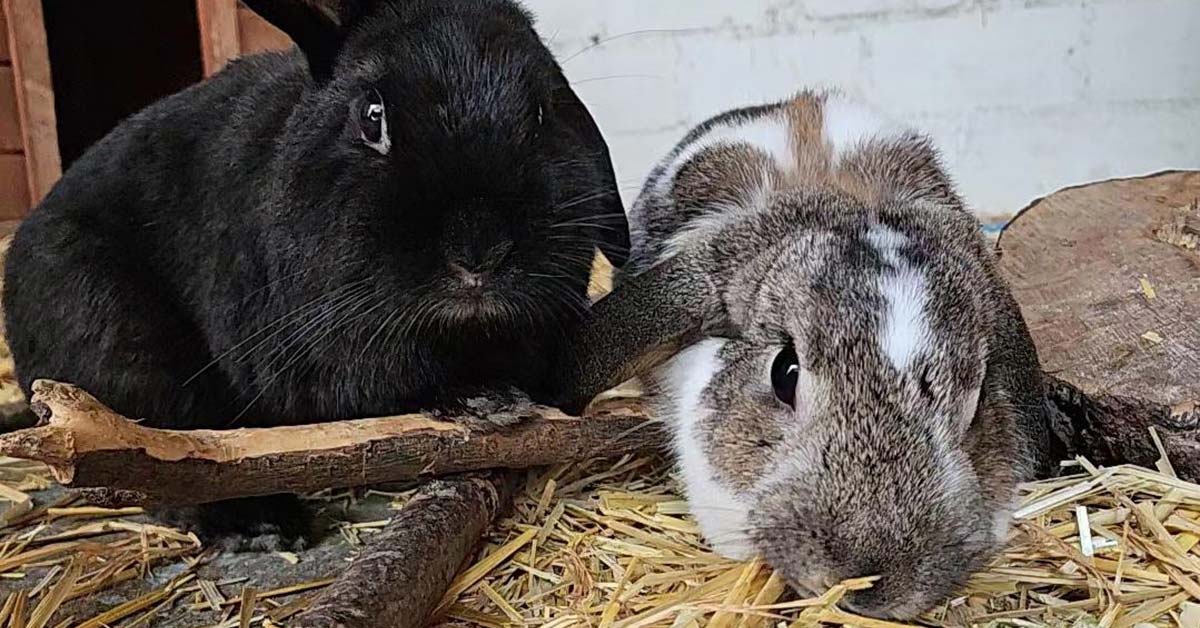 Tier der Woche Flocki und Lennon