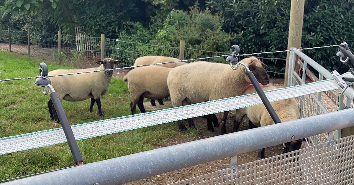 Vermehrte Wolfsrisse im Wolfsgebiet Schermbeck