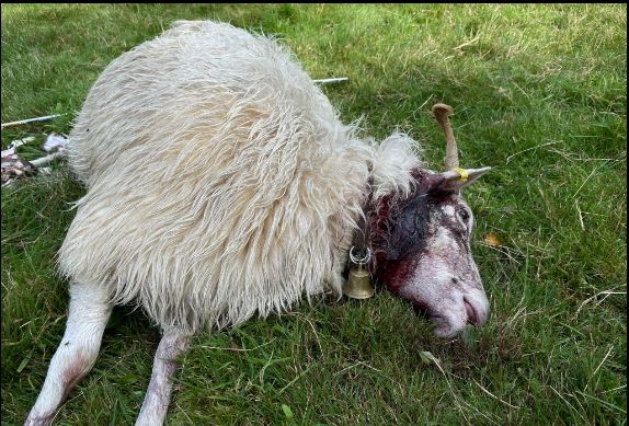 169 Wolfsriss in Schermbeck