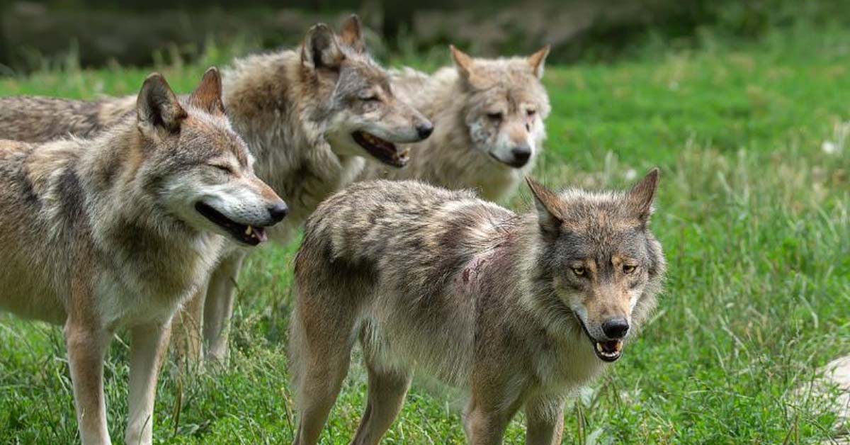 Neuer Wolf im Wolfsgebiet Schermbeck