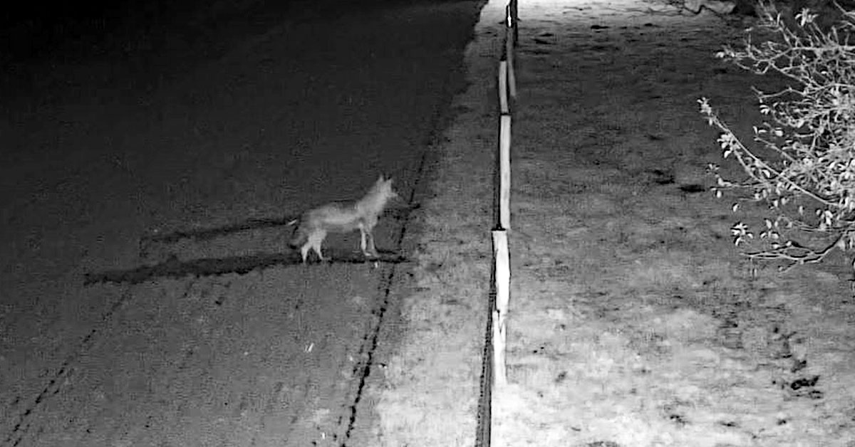 Videoaufnahmen belegen Sprungkraft von Wolf in Schermbeck