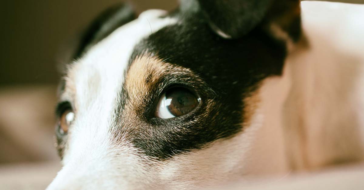 Hund wachsam
