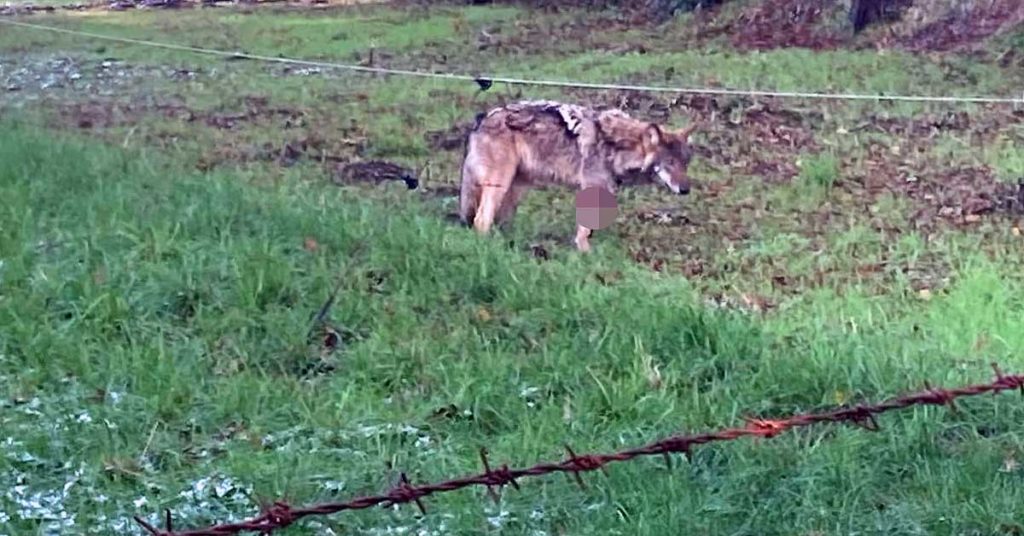 Wolf schwer verletzt in Schermbeck gesichtet
