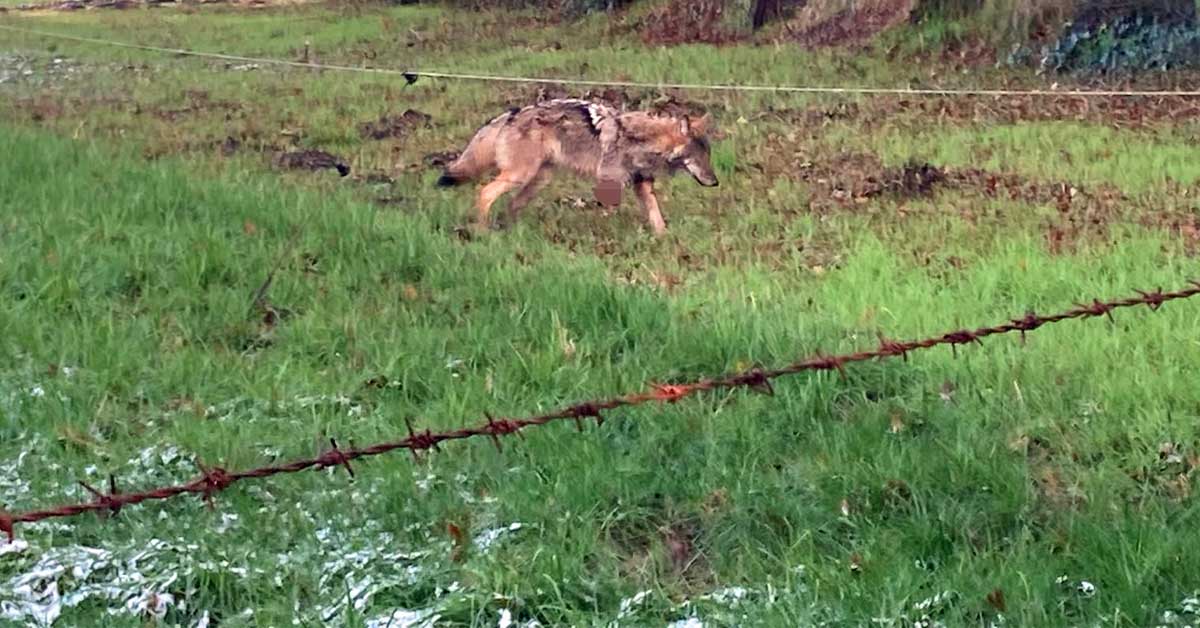 Wolf schwer verletzt in Schermbeck gesichtet