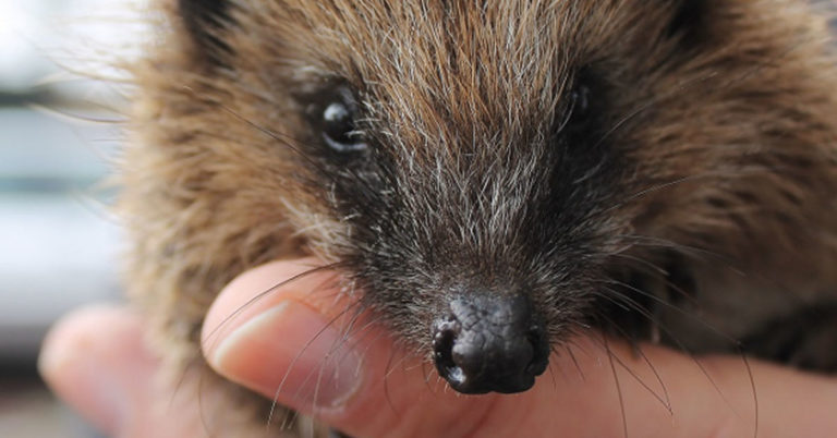 Hilfe für Igel