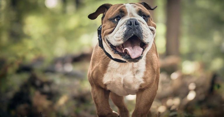 Hund Bulldogge