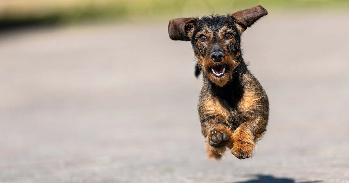 Hund Dackel Bellen