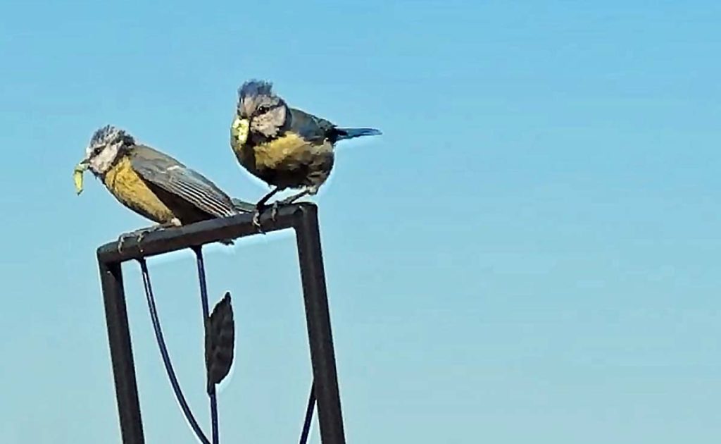 Meisenpärchen im Frühling bei der Fütterung