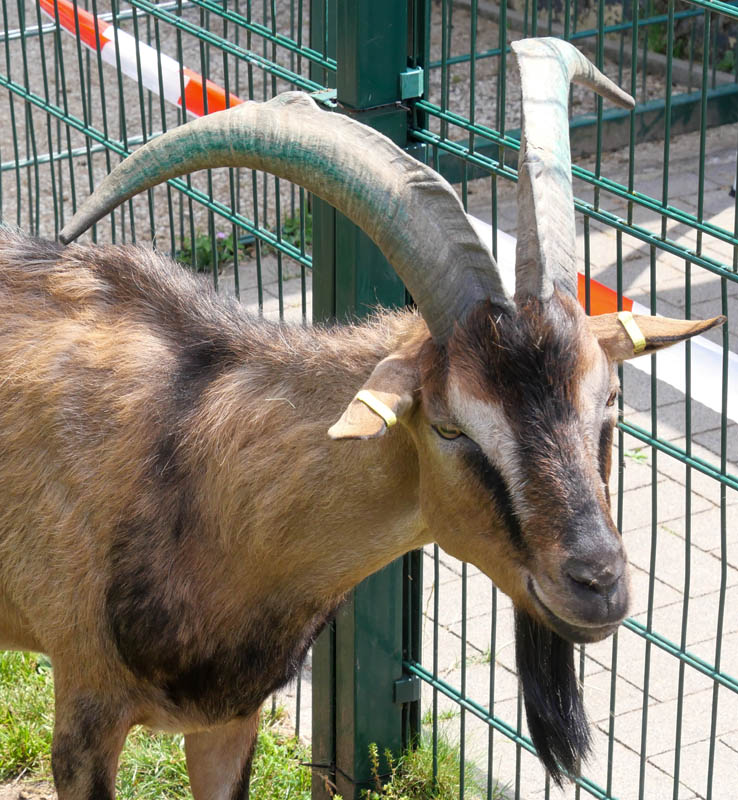Sommerfest Tierheim Dorsten