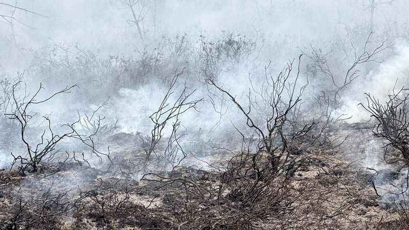Heidebrennen Westruper Heide