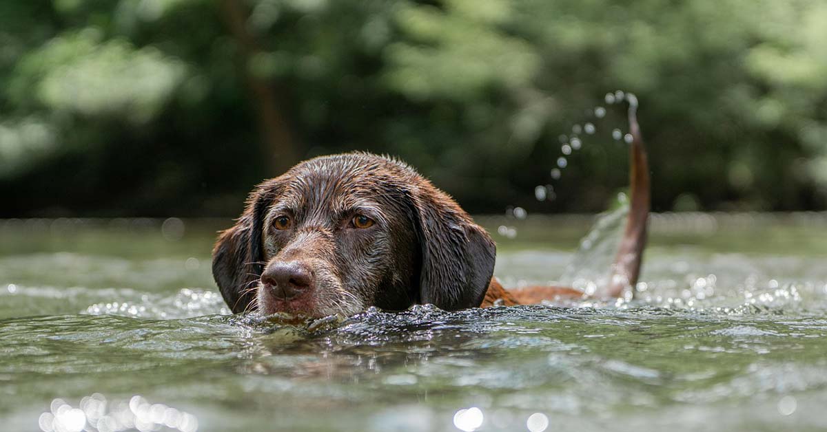 Hund See Wasser Fluss Gewässer Baden