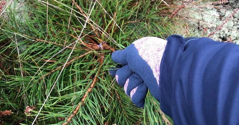 Gemeinsam für die Heide: Freiwillige beim Entkusseln im Lasthauser Moor gesucht