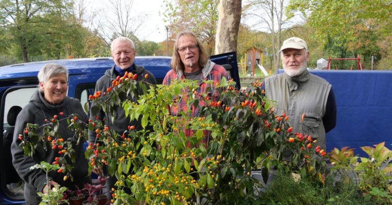 Von links: Gaby Steinnus, Manfred Lampen, Bernd Pape und Horst Brandt vom „Dorsten zeigt Gärten“-Team bei der Saatgut- und Pflanzenbörse 2025 im Bürgerpark.