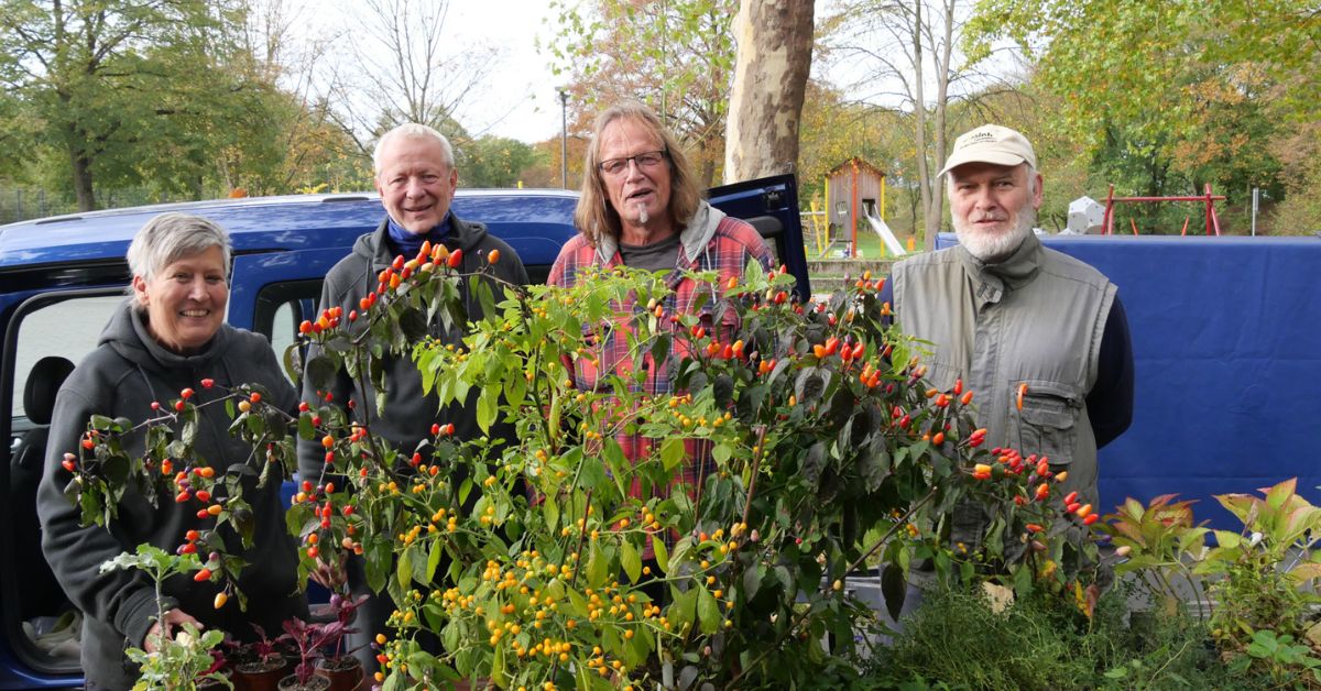 Von links: Gaby Steinnus, Manfred Lampen, Bernd Pape und Horst Brandt vom „Dorsten zeigt Gärten“-Team bei der Saatgut- und Pflanzenbörse 2025 im Bürgerpark.