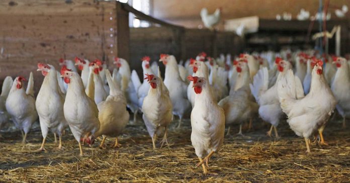 Stall Hühner Geflügel Geflügelpest Vogelgrippe Aufstallpflicht