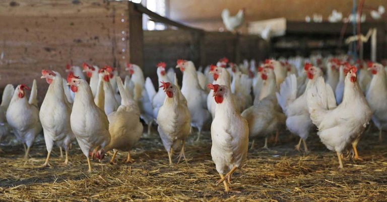 Stall Hühner Geflügel Geflügelpest Vogelgrippe Aufstallpflicht
