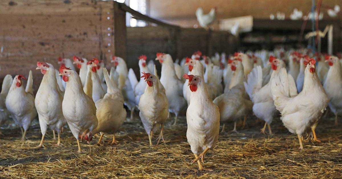 Stall Hühner Geflügel Geflügelpest Vogelgrippe Aufstallpflicht