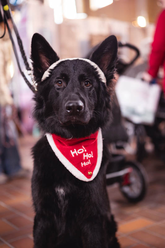Hundemesse Santa Paws