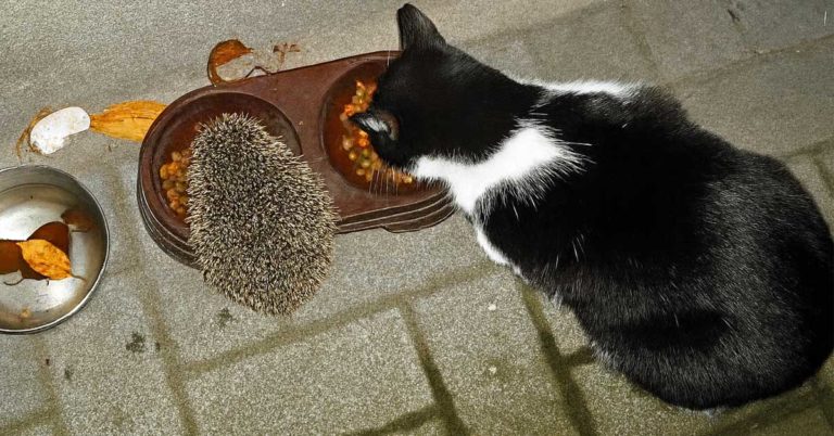 „Katzensteuer Dorsten, Bürgerantrag: Kommt sie oder kommt sie nicht?“