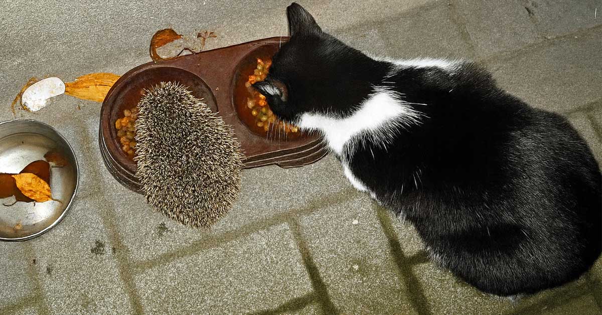 „Katzensteuer Dorsten, Bürgerantrag: Kommt sie oder kommt sie nicht?“