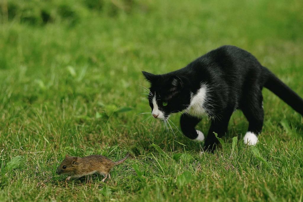 Katzensteuer in Dorsten-Einführung Ja- oder Nein?
