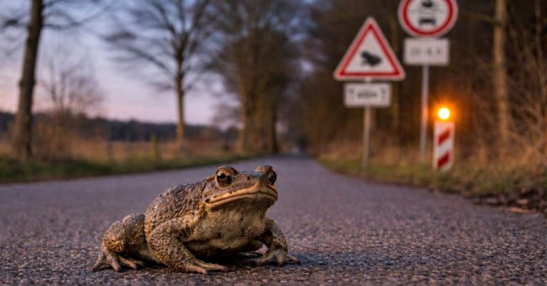 Kröte Krötenwanderung Amphibien Sperrung