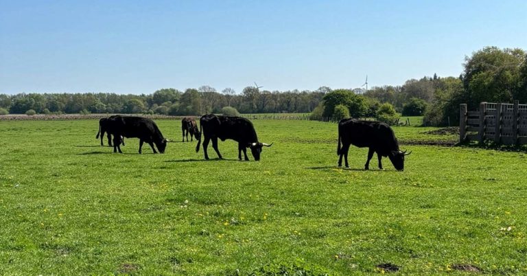 Natur und Freizeit rund um Dorsten: Tipps für jedes Wetter