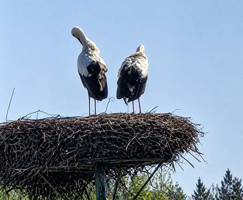 Hervester Bruch Storchenland
