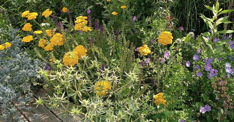 Klimabeet Wildstauden Biologische Station Lembeck Garten