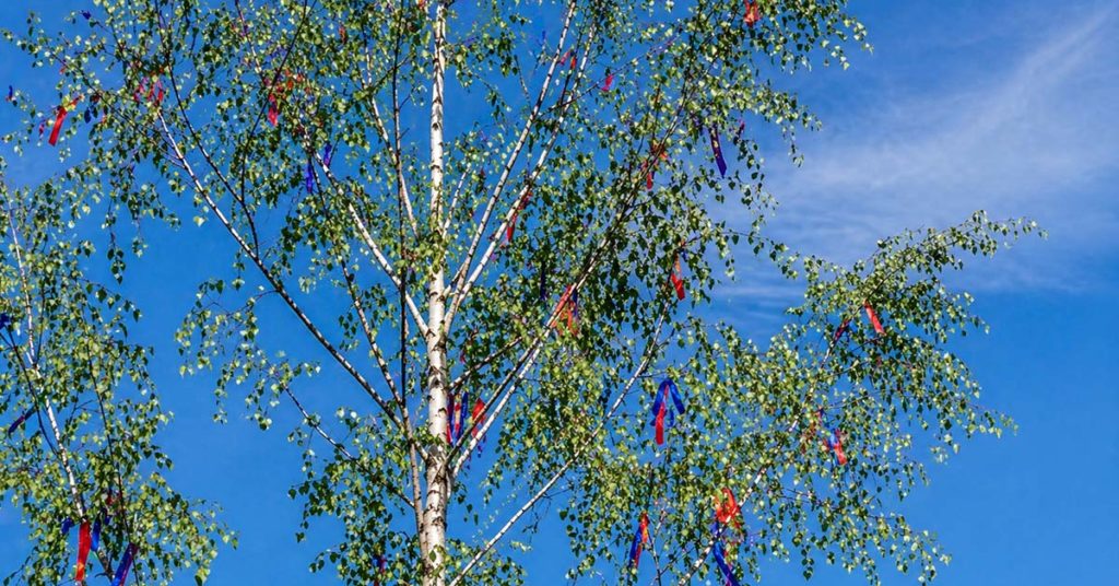 Maibaum Birke mit Bändern Maifest