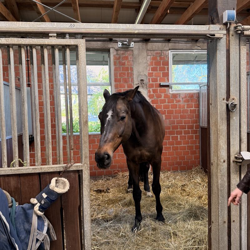 Stallumbau beim Reitverein in Dorsten