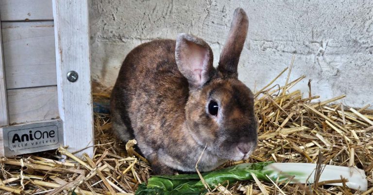 Tier des Monats Kaninchen Tango