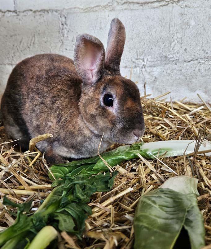 Tier des Monats Kaninchen Tango