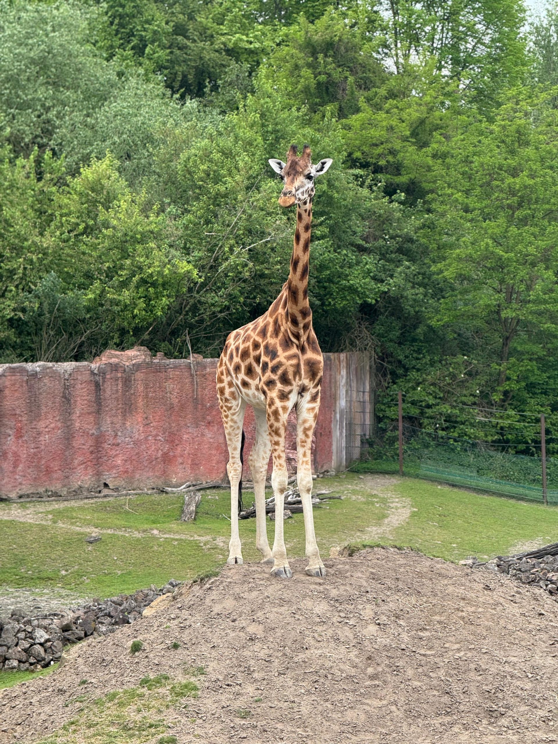Giraffe auf dem Freigelände der ZOOM Erlebniswelt