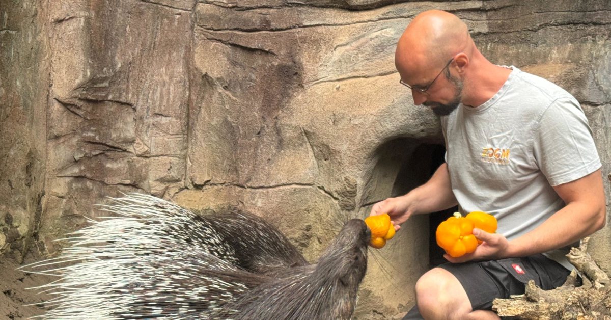 Jan Schiller füttert in der ZOOM Erlebniswelt ein Stachelschwein