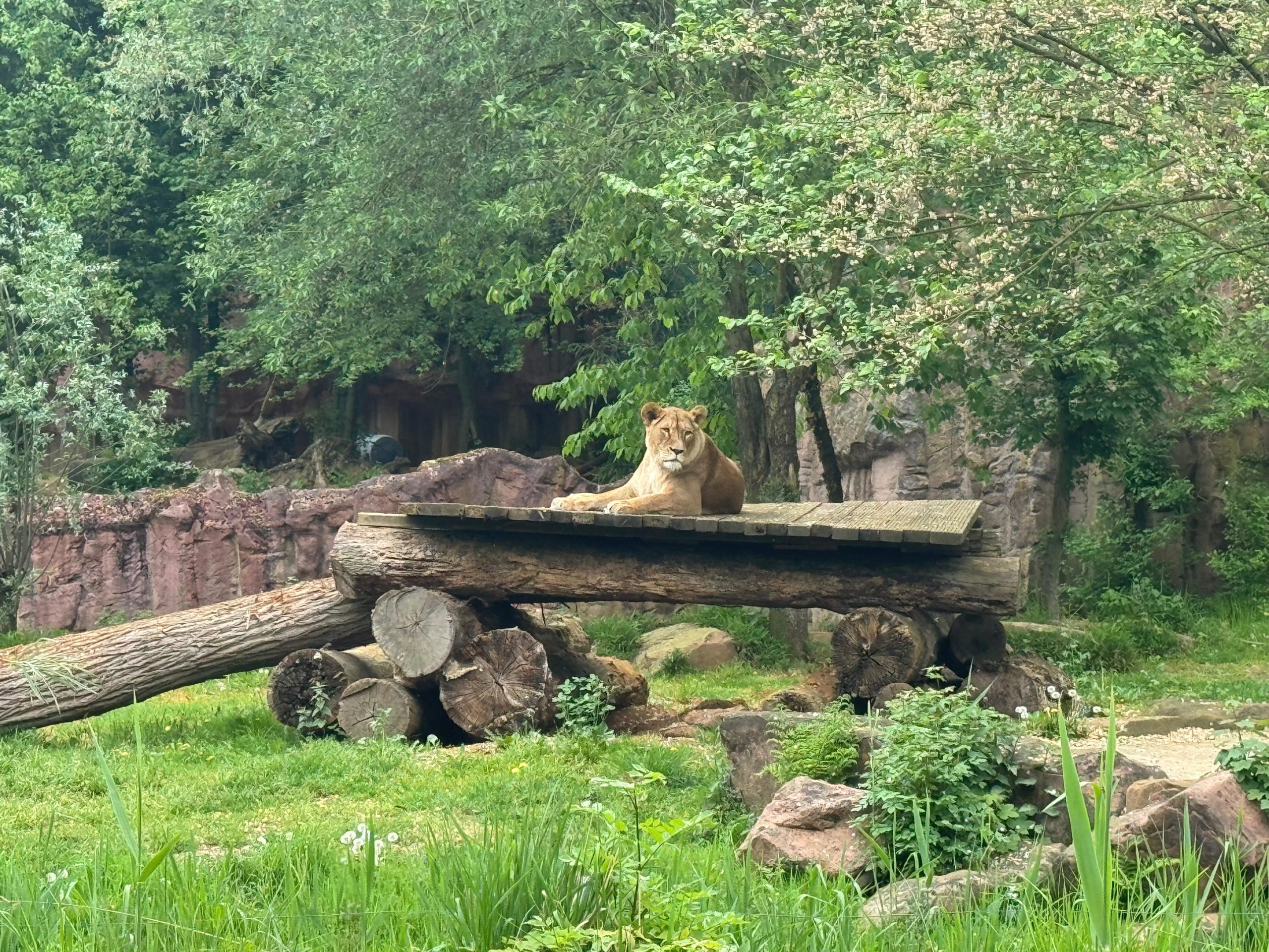Löwin in der ZOOM Erlebniswelt