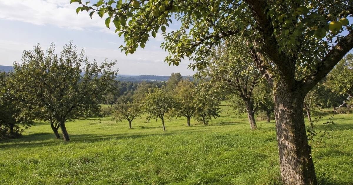Wildpflanzenführung