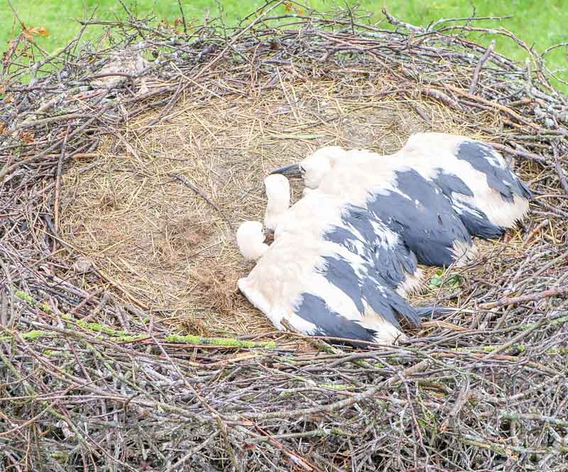 Hervester Bruch Storch wird beringt