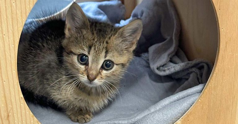 Tier des Monats #5: Kitten suchen ein liebevolles Zuhause