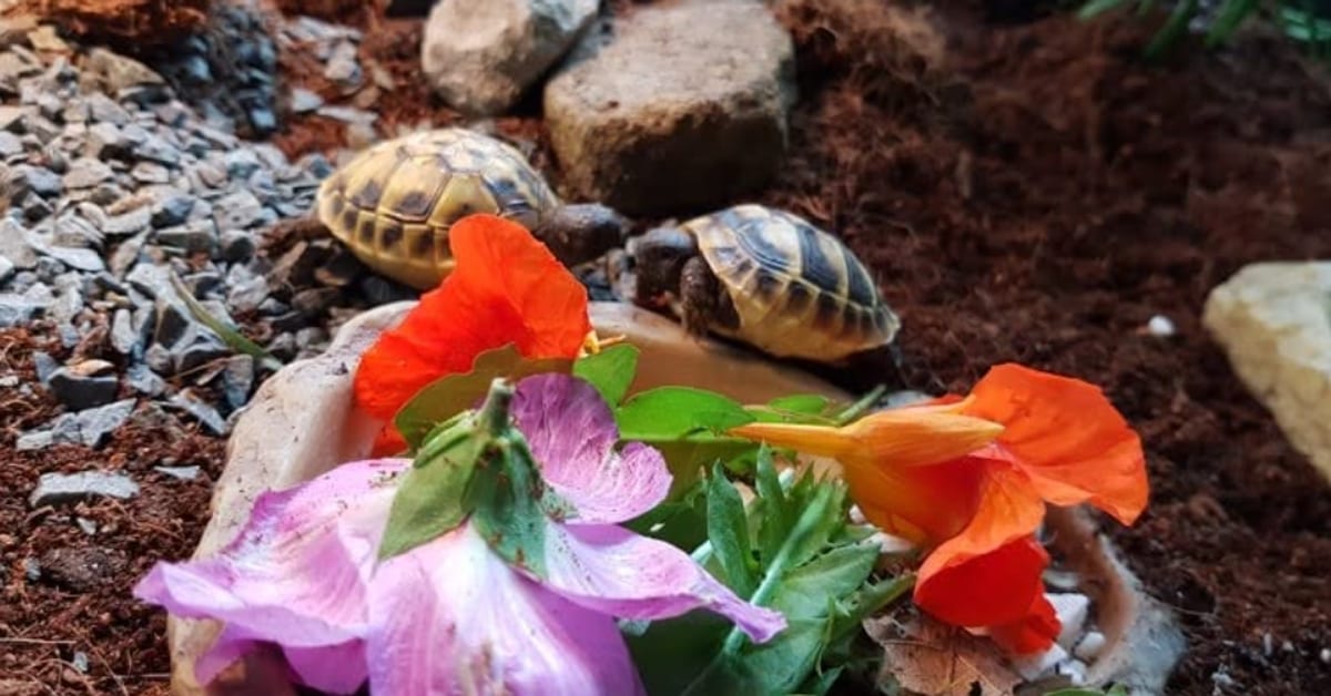Schildkröten und Blüten im Titelbild der Facebook-Veranstaltung zum Sommerfest der Schildkrötenauffangstation Dorsten